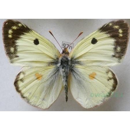 Colias hyale (Linnaeus, 1758) Szlaczkoń siarecznik Poland97n